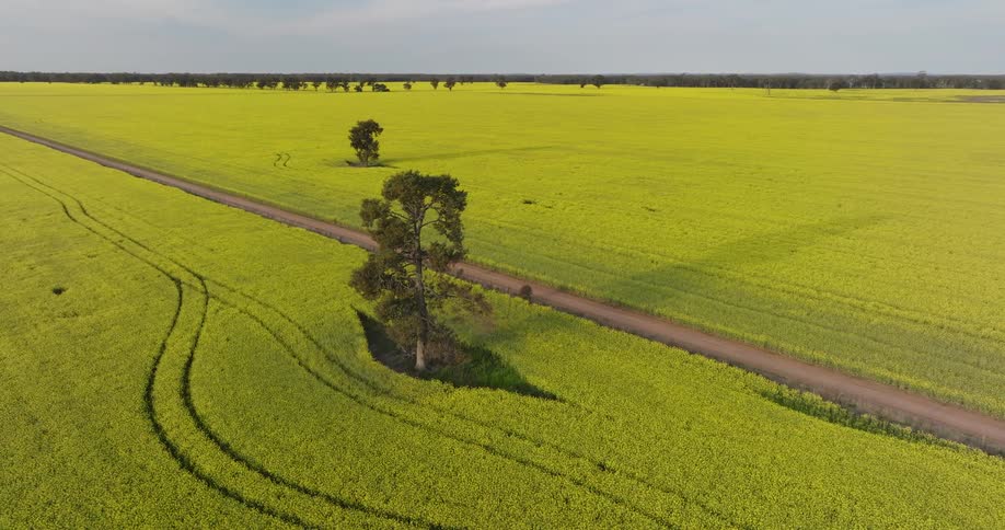 An aerial view of wide open grassland has a road going through it