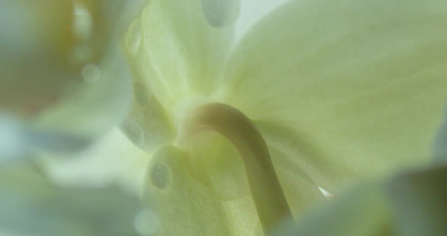 Droplets of water on a flower