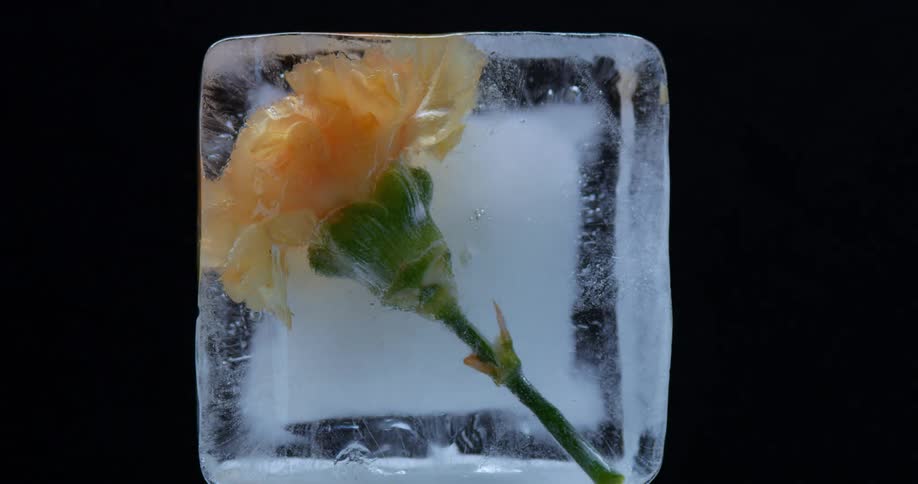 A flower is encased in ice