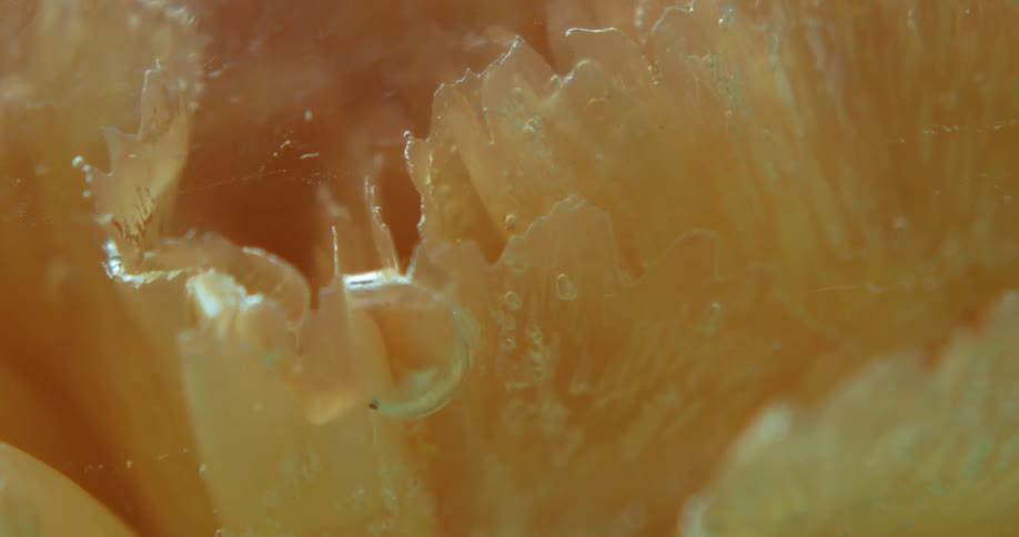 Dense and abstract orange texture in extreme closeup