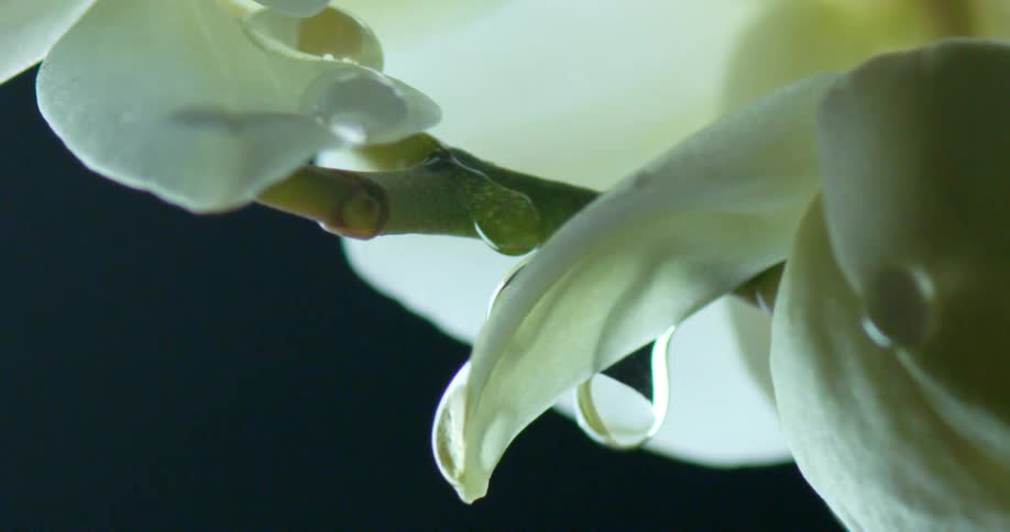 Droplets of water falling from the white petals of an orchid against a black background