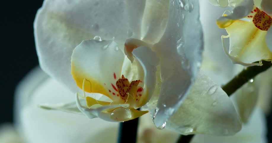 Water drips on the white flower