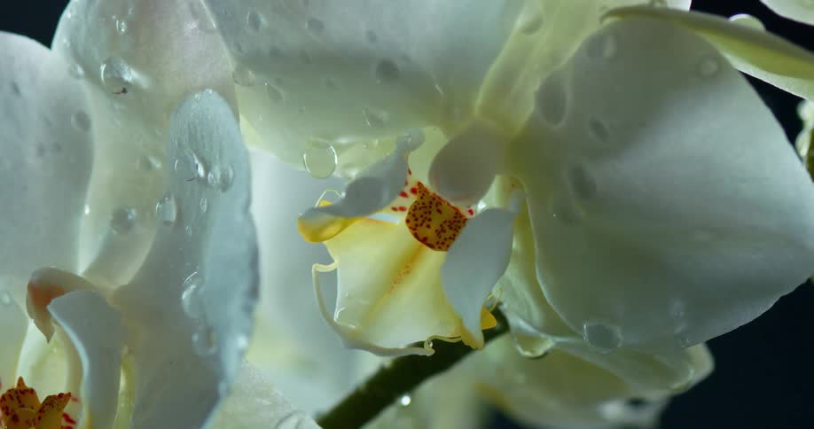 Orchid flower with water droplets sliding