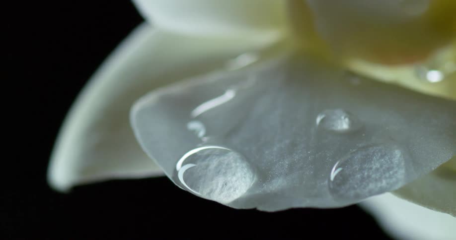 Small drops of water falling from a white petal of a flower