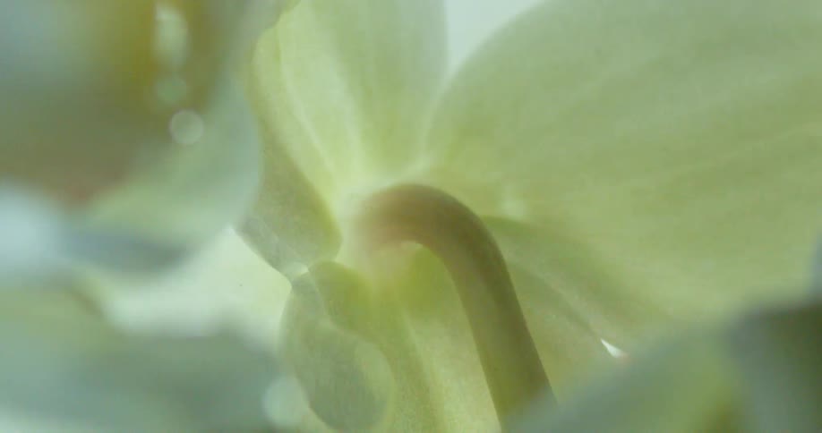 A dew drop running down the side of a flower