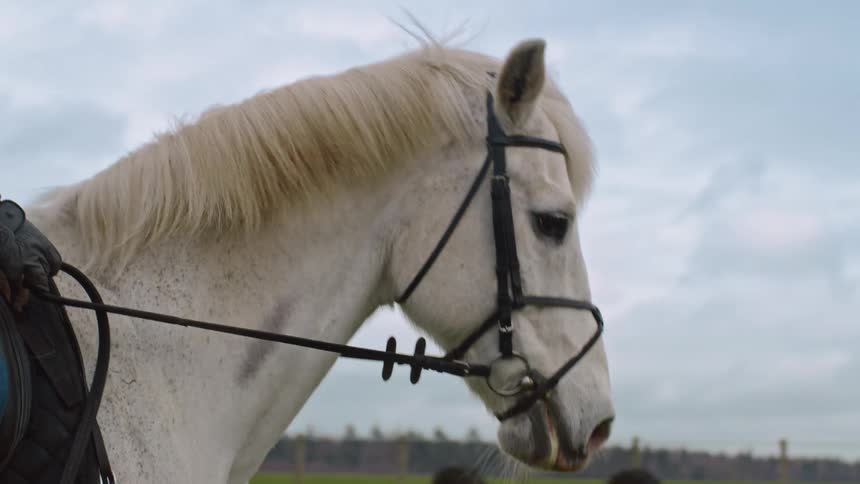 A clip of an horse racing on a glass land