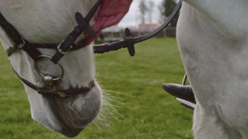 A person gently strokes the head of a white horse that they are sitting on