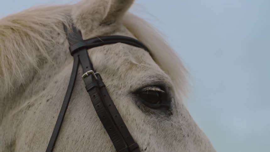 Closeup of the face of a white horse in an open sky