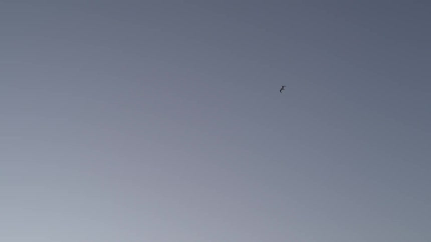 A bird is flying high in a clear sky