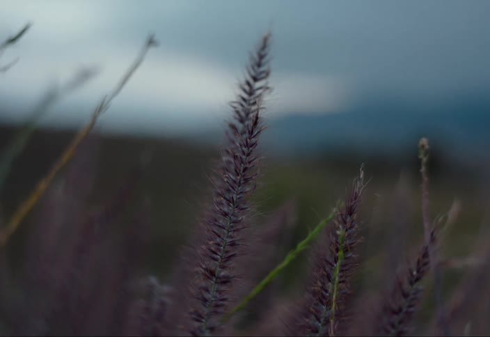 Wildflowers wave in wind in a meadow on an overcast day
