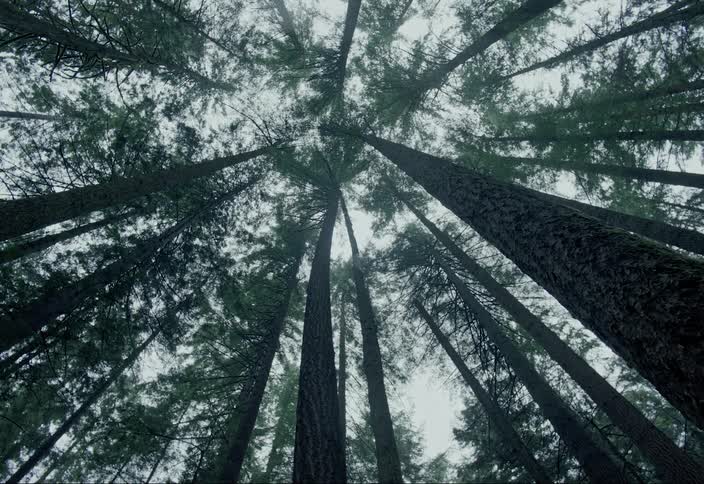 A group of large trees stretching into the foggy canopy overhead