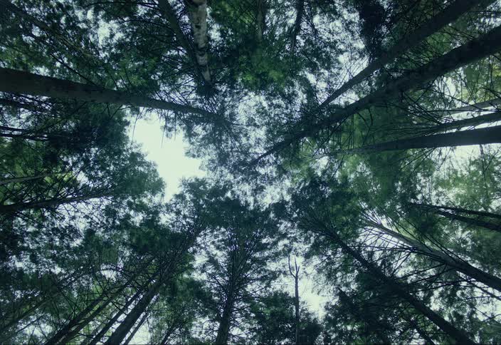 Looking straight up at tall trees in the forest