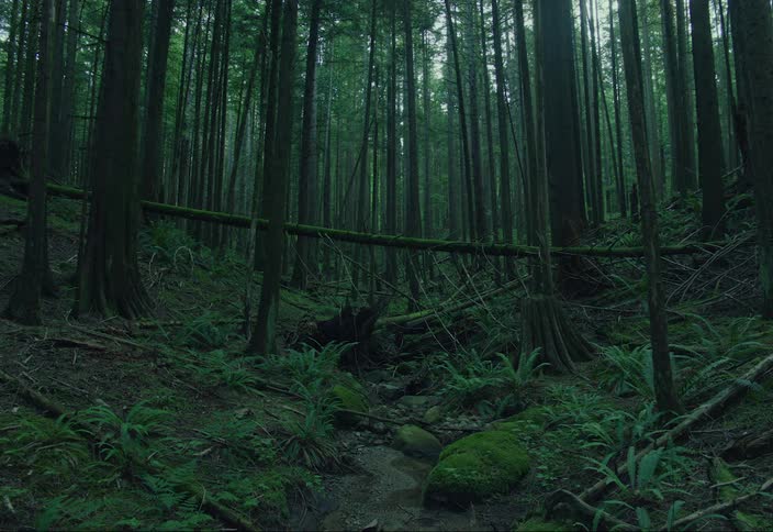 A dense rain forest with wild ferns on a cloudy day