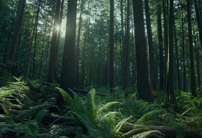 Sunlight shines through the trees as an insect flies over plants and vegetation in the forest