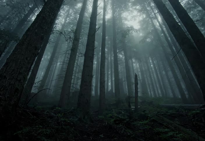 Heavy fog engulfs a thick forest during the day