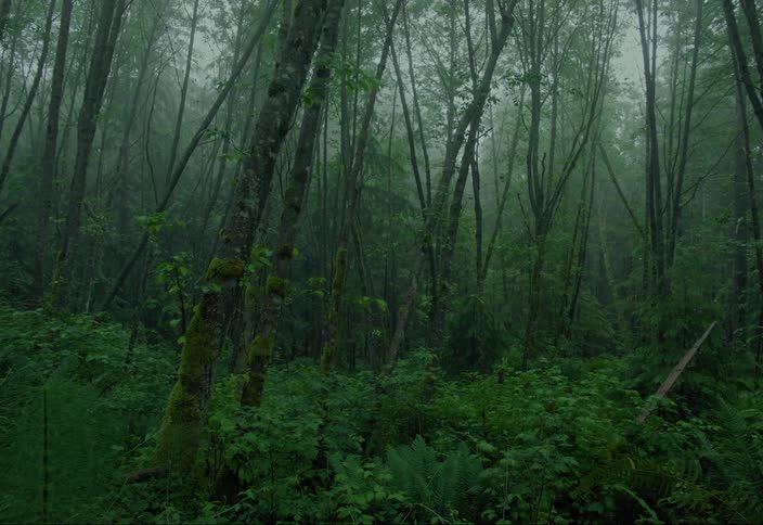 Thick fog fills a dense green forest with ferns in the day