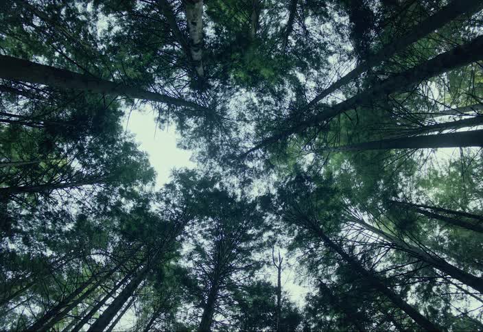 Tree branches and leaves converge overhead in a forest canopy in the day