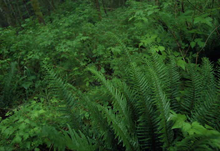 Vibrant green forest ferns gently blow in the wind