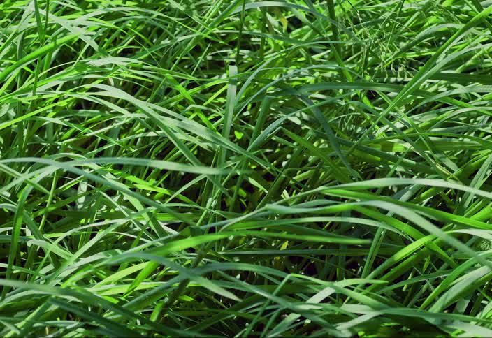 Green grass blows in the wind on a sunny day