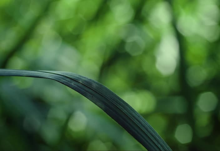 Sunlight flickers across a thick blade of grass swaying in the wind