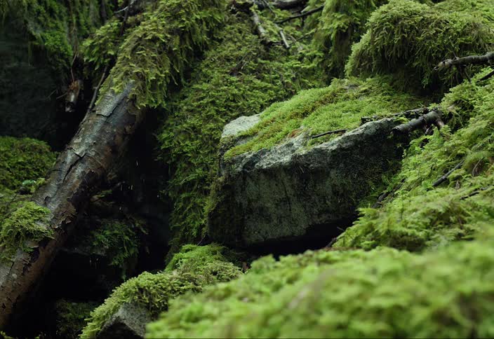 Moss covered rocks and a tree trunks in the forest