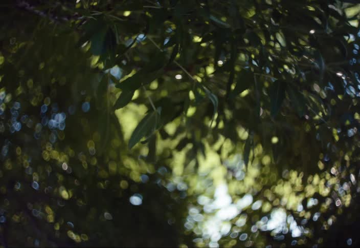 Leaves on tree branches move in the wind on a sunny day