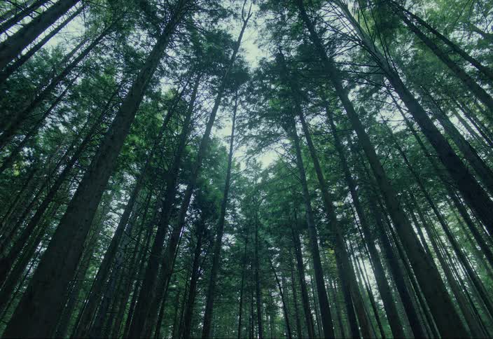 The tall trees on a forest reach into the sky in the day