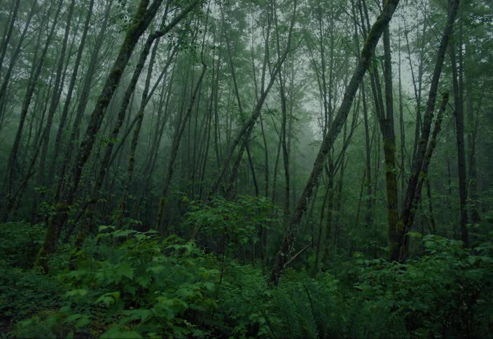 Fog settling in a dense forest with tall trees and vegetation on the forest floor