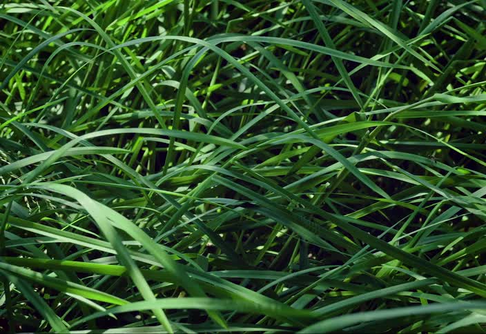 The sun shines upon tall grass as it moves in the breeze