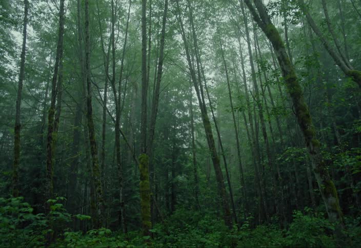 Dense green vegetation in a forest on a dark foggy day
