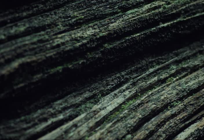 A macro perspective of mossy cedar log fallen in the woods