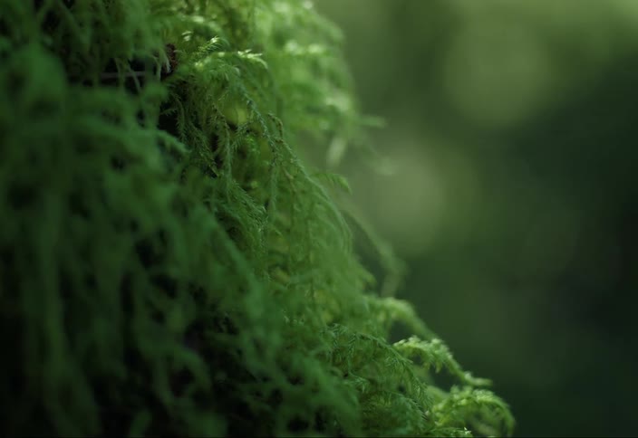 Close up focus pull on mossy details