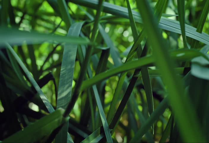 Tall grass in a field with sunshine flickering through