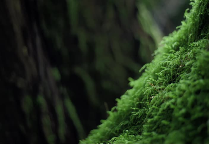 Closeup of green moss in a forest with an old growth tree