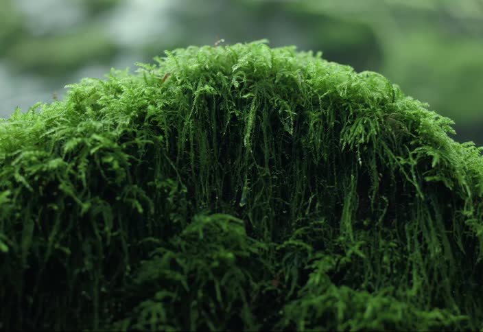 Moss hangs over a rock in a rainy forest