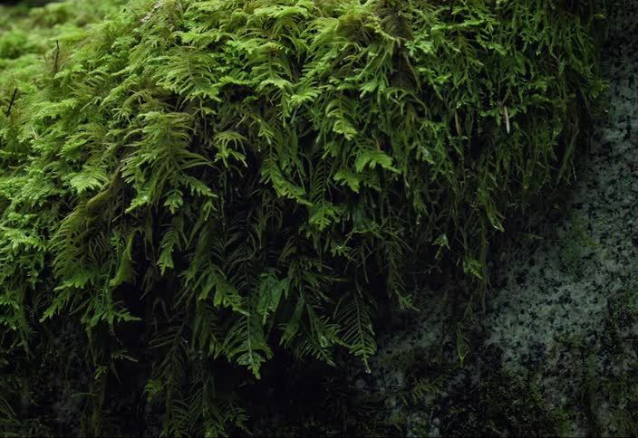 Green thick moss growing on a granite rock in the forest