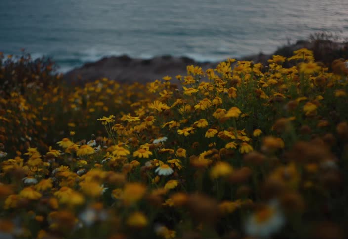 Yellow wildflowers wave in the wind next to the ocean