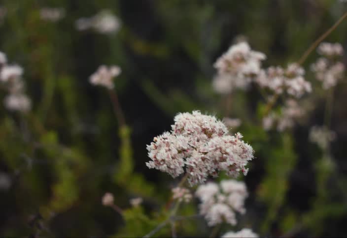 Wildflowers waving in the wind