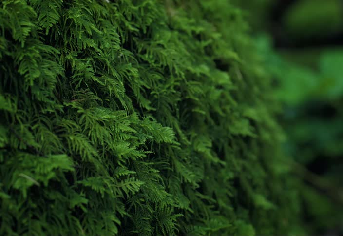 Detail view of vibrant green moss growing on a log