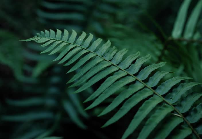 A large fern leaf amongst dense forest greenery