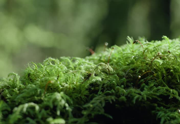 Close up of thick moss on the ground