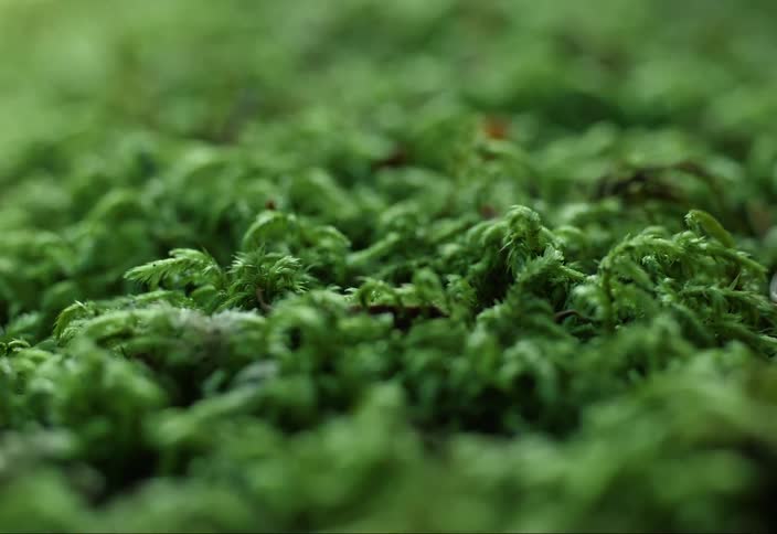 Macro view of thick moss growing on a forest floor