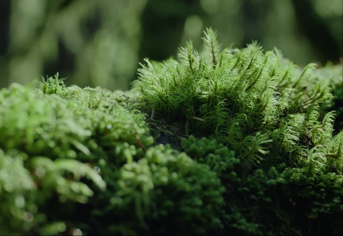 Sun shining on short green moss on the forest ground