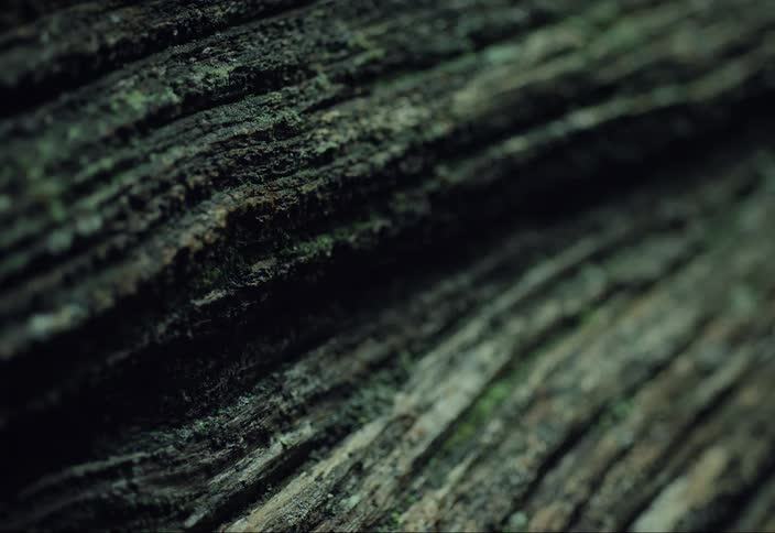 Slime and moss covers bark from a fallen cedar log in a forest