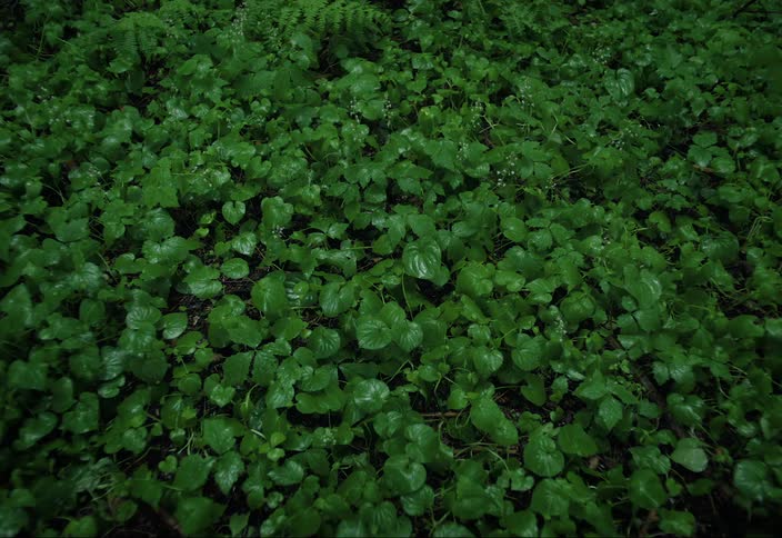 A forest floor covered in green leaves in the rain