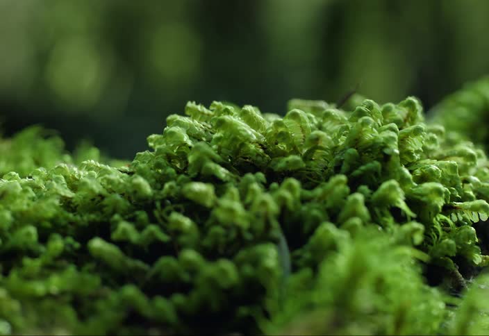 Thick green mossy texture