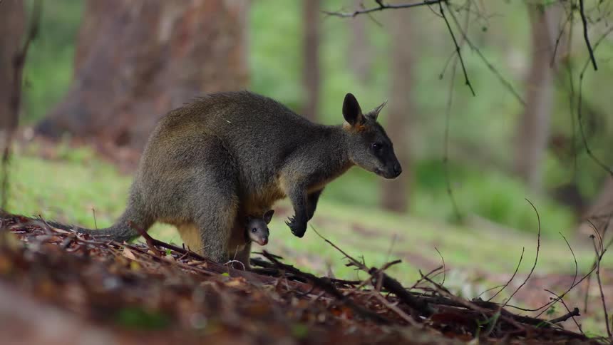Tree kangaroo with its baby inside the forest at midday