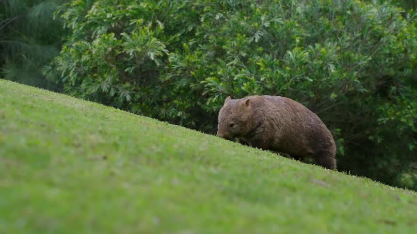 A wombat slowly walking across short cut grass as it grazes during a bright sunny day