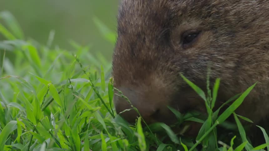 The animal is eating the grass