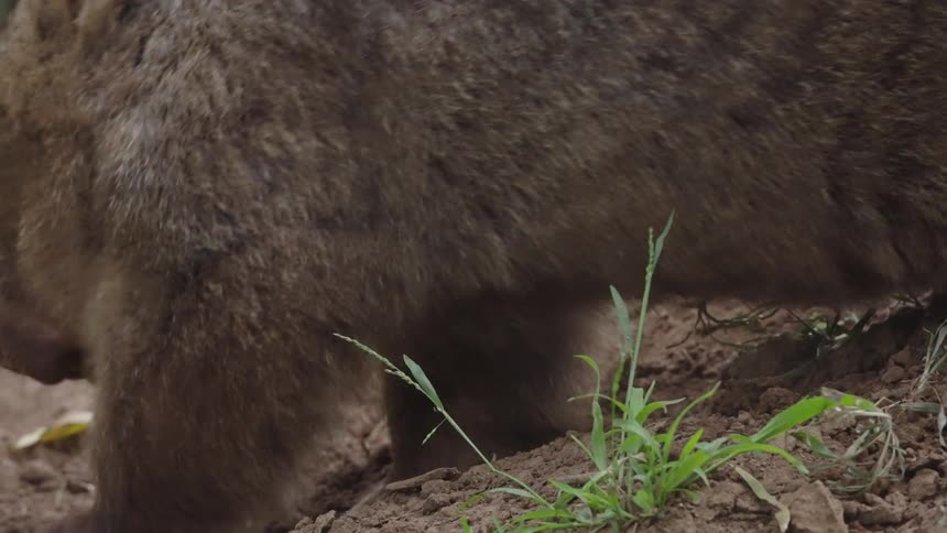 A beaver feeding in an environment with soil and plants